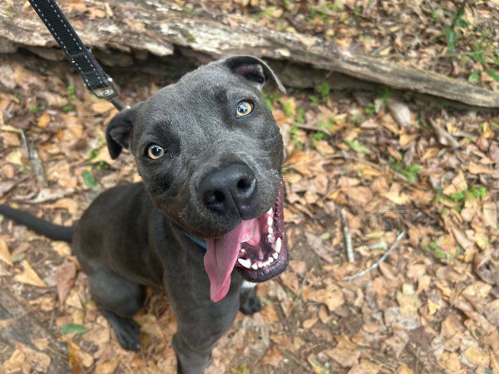 Rosie is looking for a fresh start and a family who loves the great outdoors!