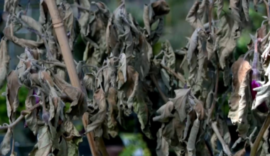 Nurseries in Martin County prepare for another night of low temperatures