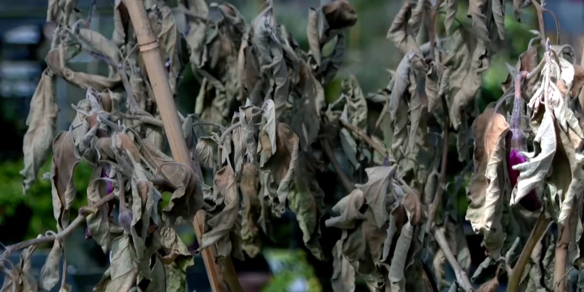 Nurseries in Martin County prepare for another night of low temperatures