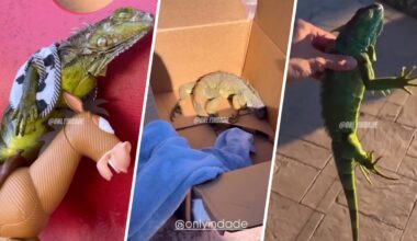 Historic cold snap leaves iguanas immobilized in South Florida – NBC 6 South Florida