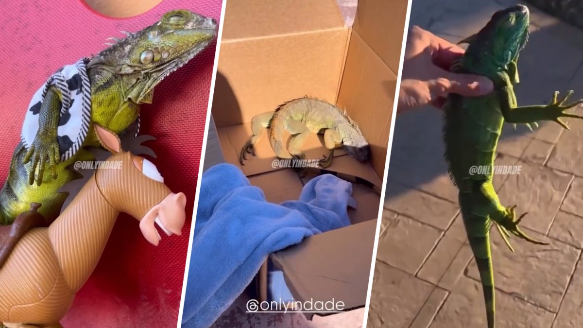 Historic cold snap leaves iguanas immobilized in South Florida – NBC 6 South Florida