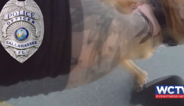 Tallahassee police K9 bit fellow officer, not suspect, during chase