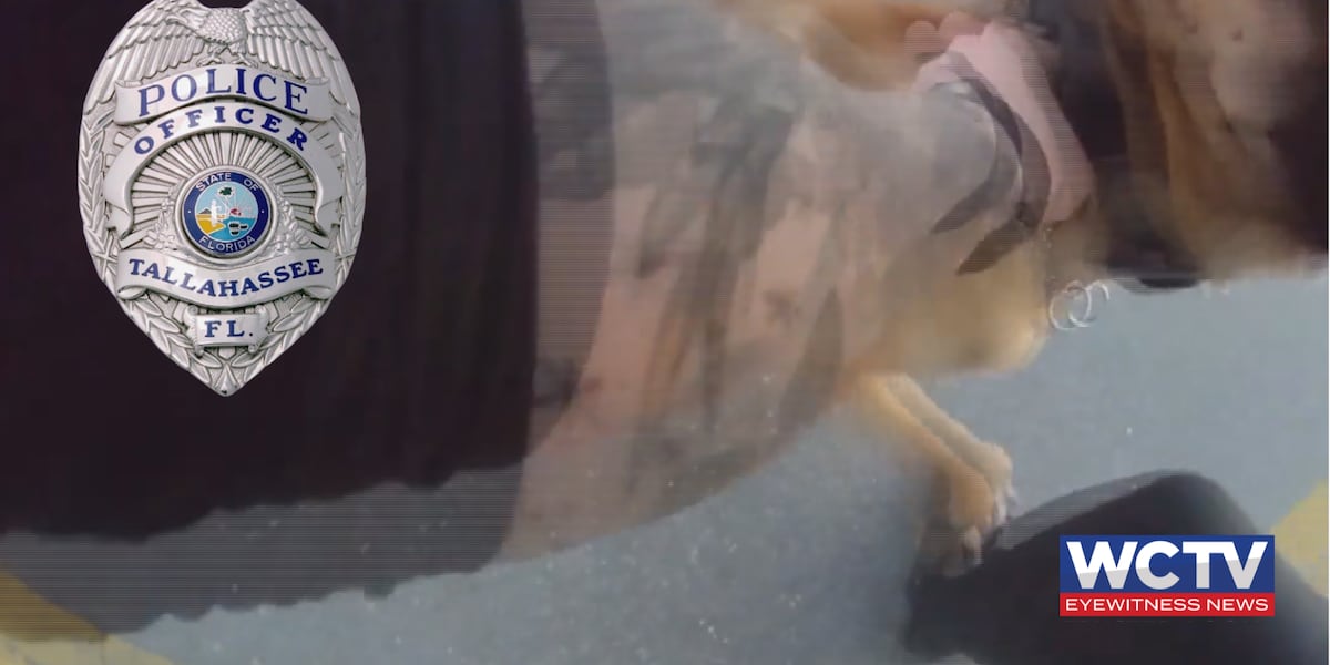 Tallahassee police K9 bit fellow officer, not suspect, during chase