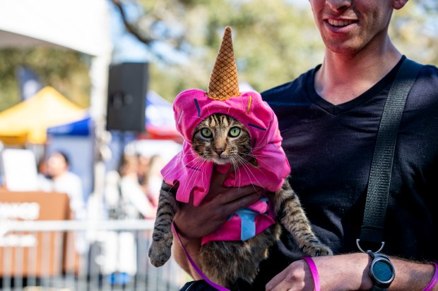 A cat is dressed up as an ice cream cone during the costume contest at Paws in the Park, an annual festival and fundraiser for Pet Alliance of Greater Orlando, at Lake Eola Park in 2020. (Patrick Connolly/Orlando Sentinel)