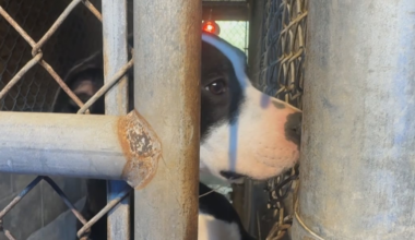 Jefferson Co. Commissioners to discuss state of animal control facilities