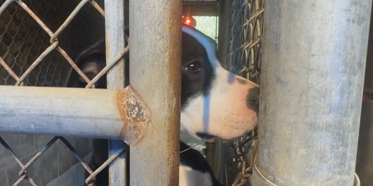 Jefferson Co. Commissioners to discuss state of animal control facilities