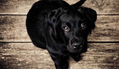 Lawmakers consider tying threats to pets, domestic violence