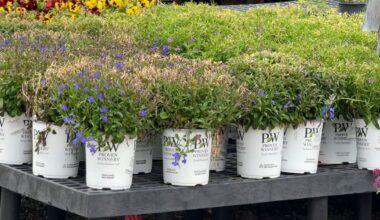 Tropical plants hit hardest after freeze in Central Florida