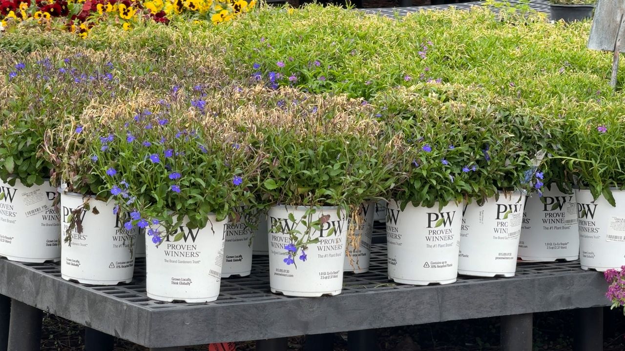 Tropical plants hit hardest after freeze in Central Florida