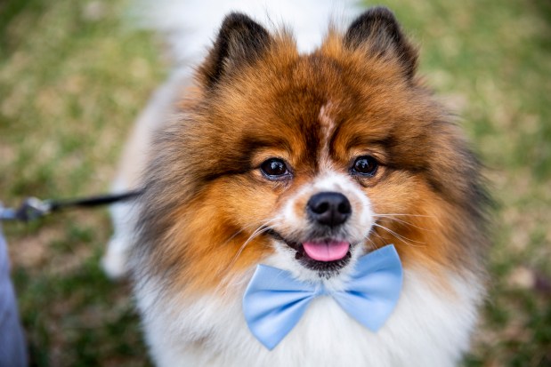 A Pomeranian named Ossy at Paws in the Park at Lake Eola in 2019. (Patrick Connolly/Orlando Sentinel)