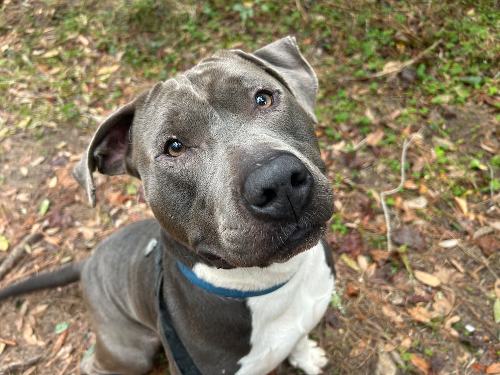 Diesel definitely has plenty of doggie kisses to share!