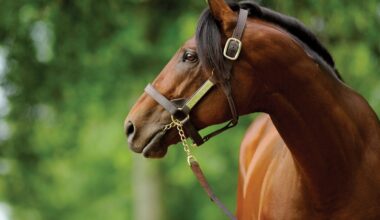 Quality Road Filly Kokomotion Worst To First at Tampa