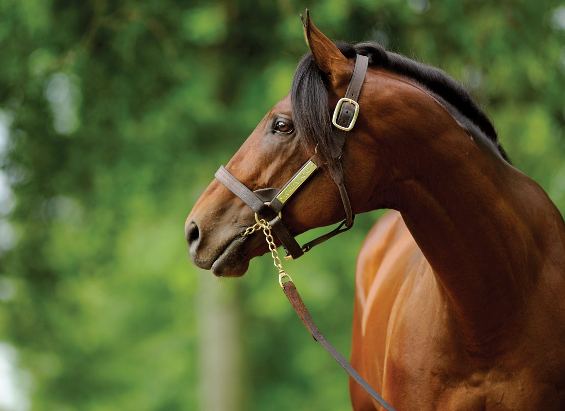 Quality Road Filly Kokomotion Worst To First at Tampa