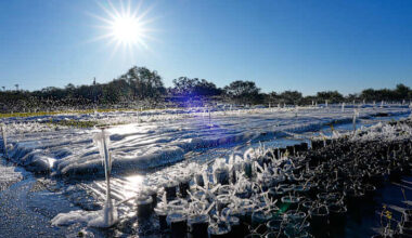 More winter weather leads to heavy snow, canceled flights and, in Florida, falling iguanas