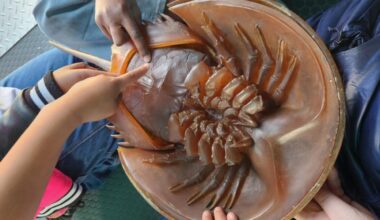 Refuge provides update on WoW - SANIBEL-CAPTIVA