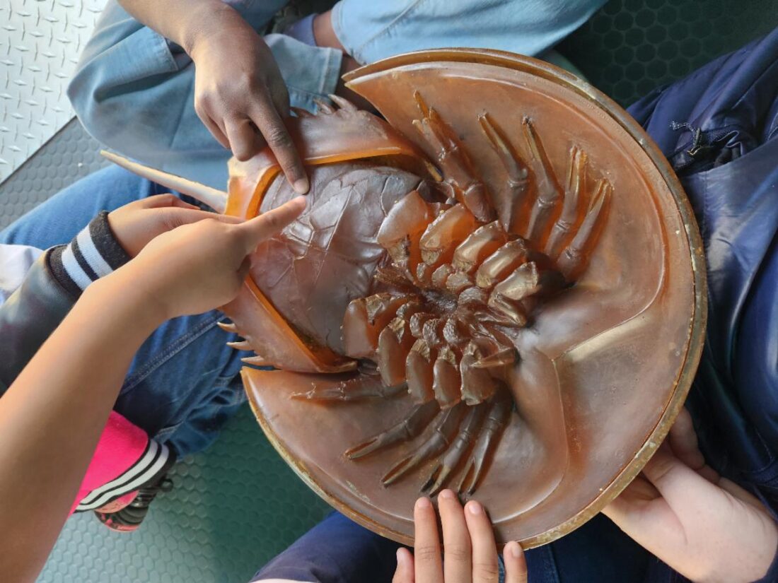 Refuge provides update on WoW - SANIBEL-CAPTIVA