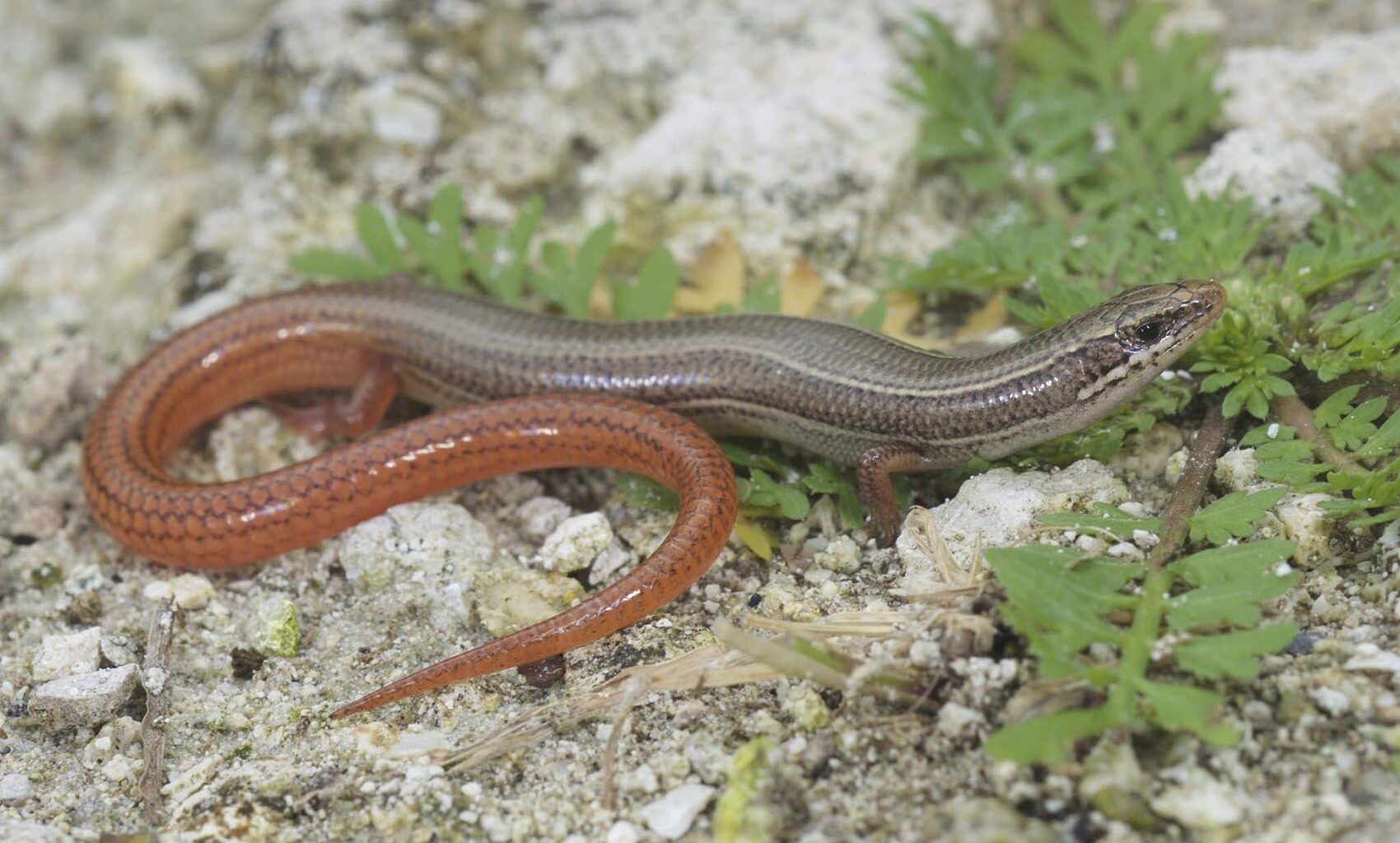 11 South Florida Species Move Closer to Endangered Species Protection