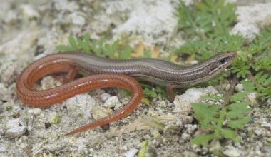 11 South Florida Species Move Closer to Endangered Species Protection
