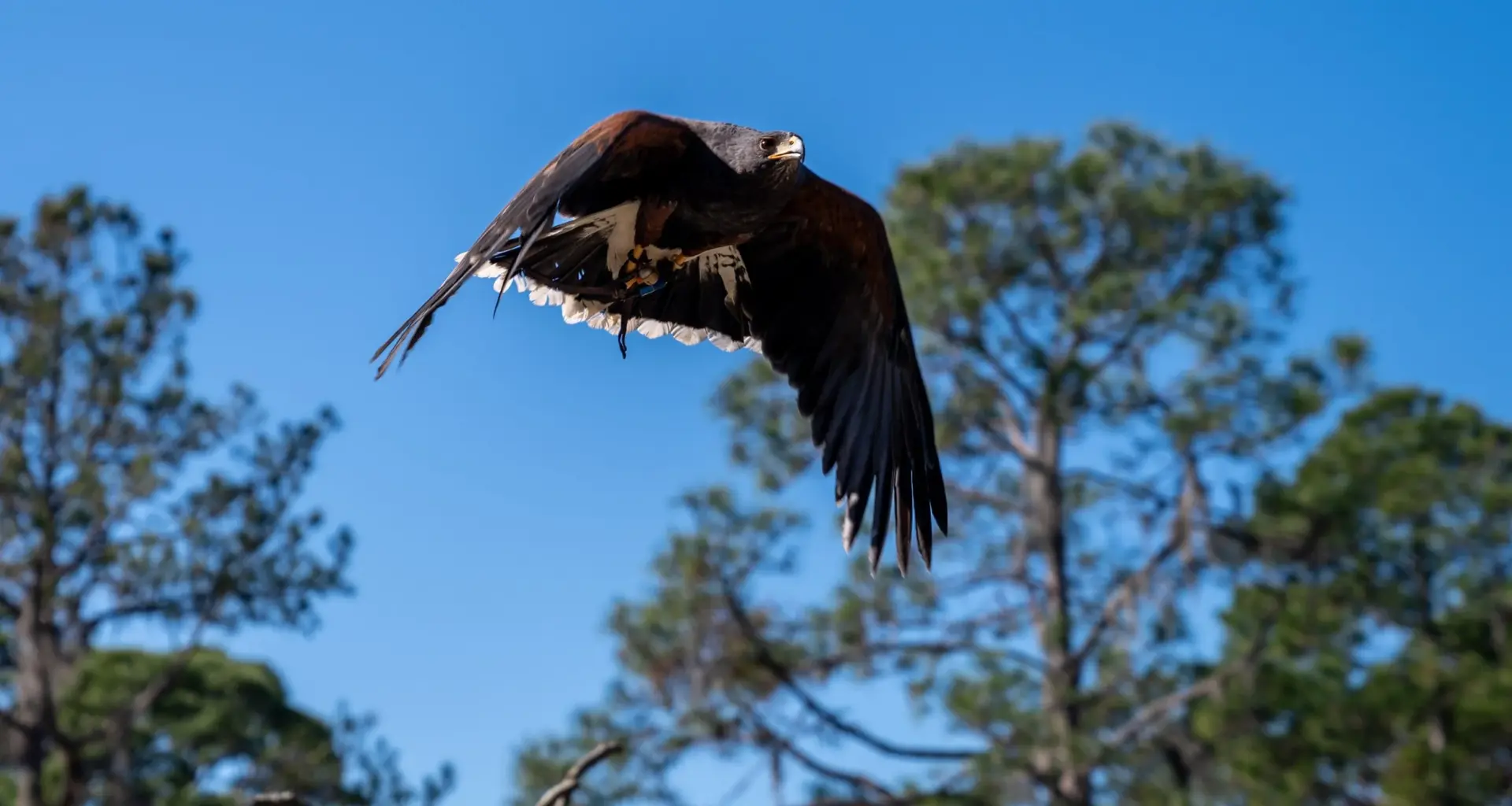 Big birds will soar at St. Pete's Raptor Fest this weekend