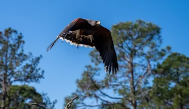 Big birds will soar at St. Pete's Raptor Fest this weekend