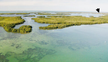 The Cruise Port: A Cautionary Tale