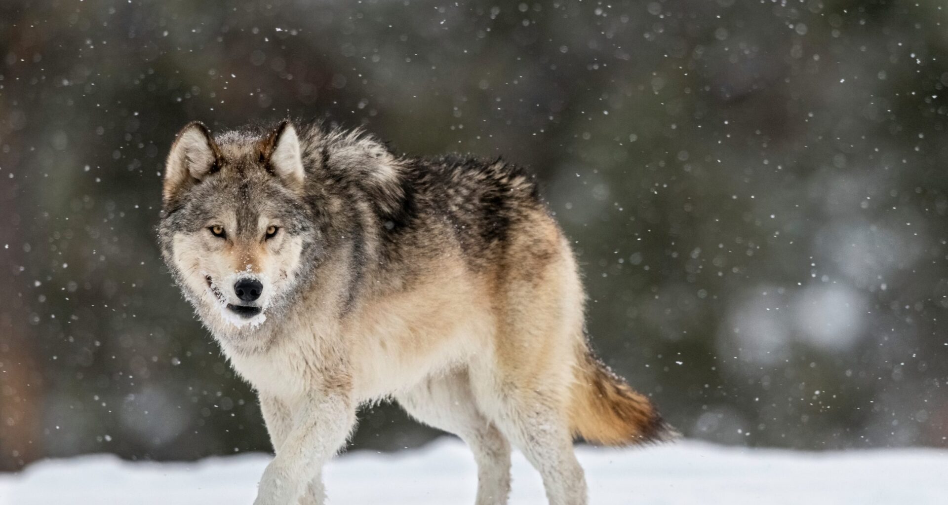 Eckerd College festival brings five nights of environmental films to St. Petersburg