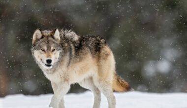 Eckerd College festival brings five nights of environmental films to St. Petersburg