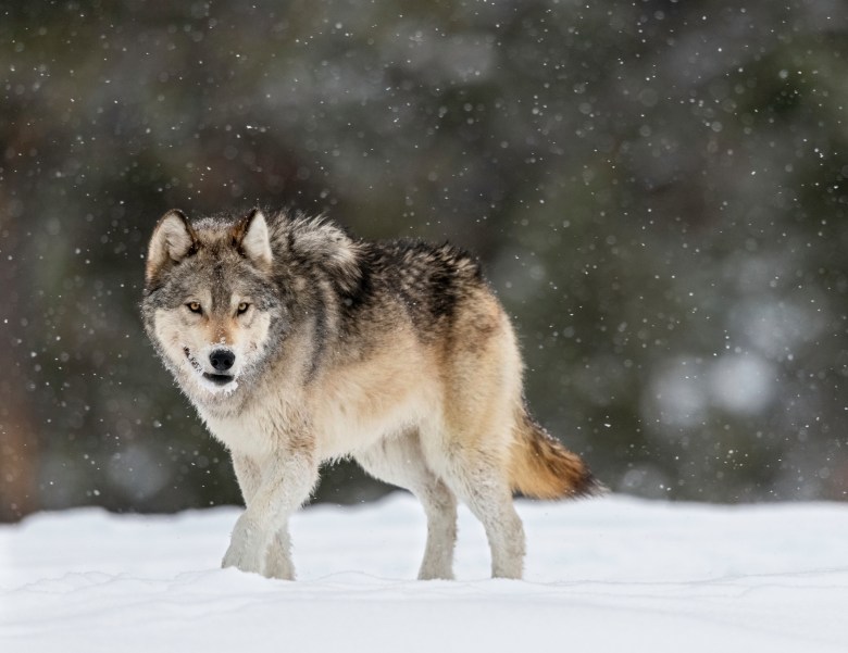 A gray wolf stands in a snowy field in Yellowstone National Park during a light winter snowfall.