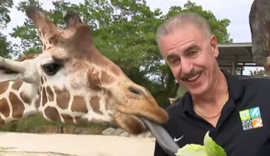 Ron Magill, Zoo Miami spokesman and South Florida icon, is retiring – NBC 6 South Florida