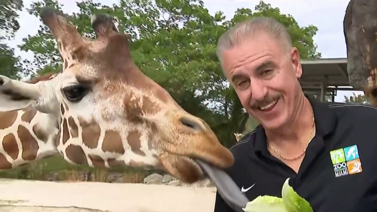 Ron Magill, Zoo Miami spokesman and South Florida icon, is retiring – NBC 6 South Florida