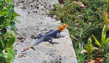 Peter’s rock agama documented on North Captiva - SANIBEL-CAPTIVA