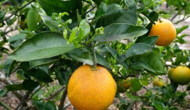 ‘Damaging’ winter freeze leaves Florida’s citrus growers with over $3 billion in losses