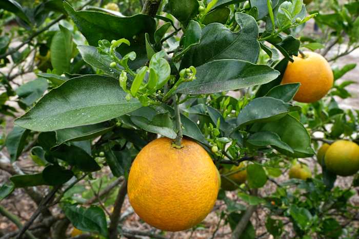 ‘Damaging’ winter freeze leaves Florida’s citrus growers with over $3 billion in losses
