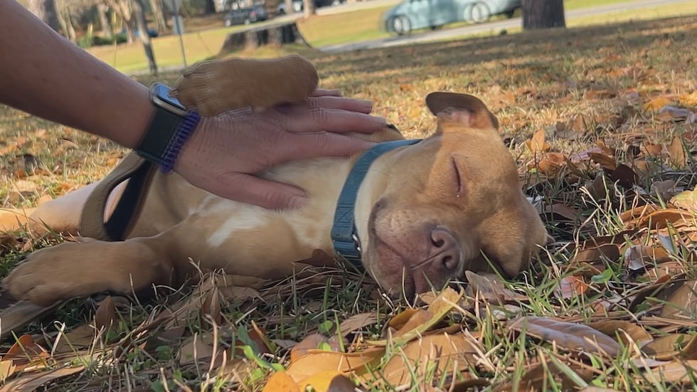 This is all Laddie dreams of ... love, laps and belly rubs!