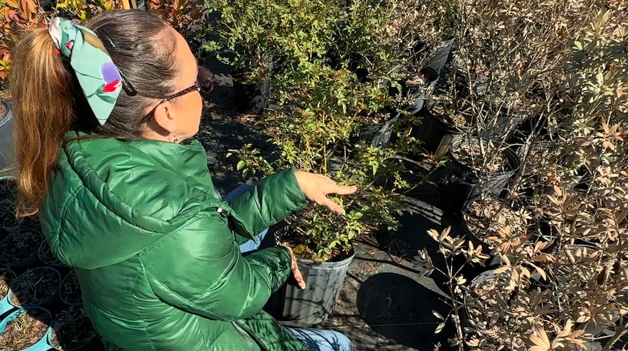 Central Florida experts say wait to trim your plants