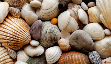 89th Sanibel Shell Show & Festival underway