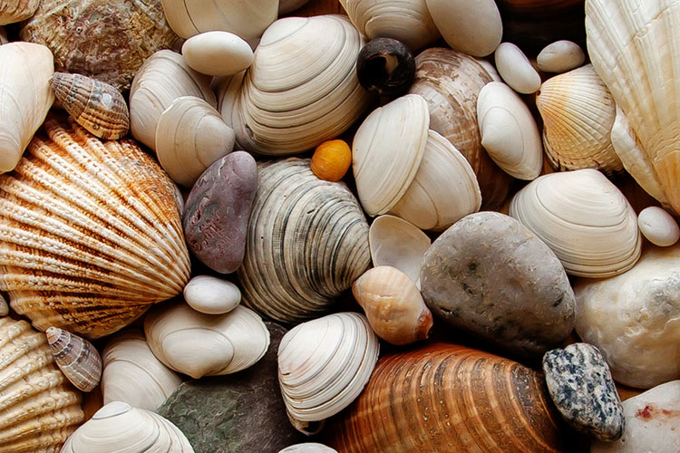 89th Sanibel Shell Show & Festival underway