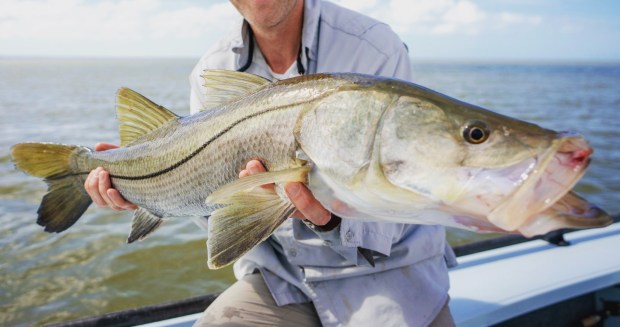 A snook caught in the Everglades. Studies show that snook that have expanded their range north to areas such as Cedar Key have a slightly higher cold tolerance. (Courtesy Gavin McKenzie)
