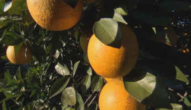 Florida Senate removes controversial farm bill provision