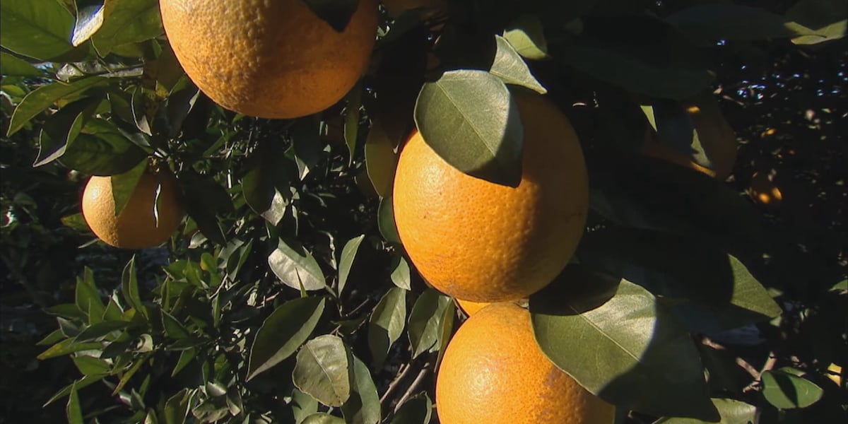 Florida Senate removes controversial farm bill provision