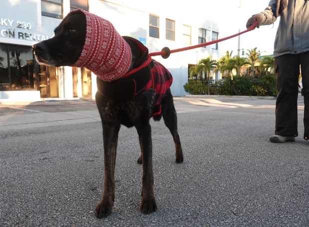 Appa, a mixed-breed hound from New Jersey, enjoys a brisk walk in Lauderdale-by-the-Sea on Monday, Feb. 2, 2026. (Joe Cavaretta/South Florida Sun Sentinel)