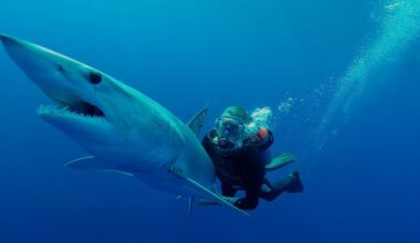 February 2026 festivals & other fun family stuff to do