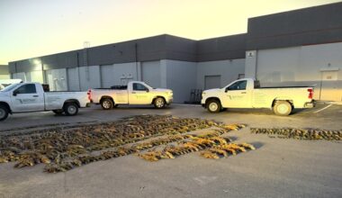 Thousands of iguanas collected during South Florida cold snap