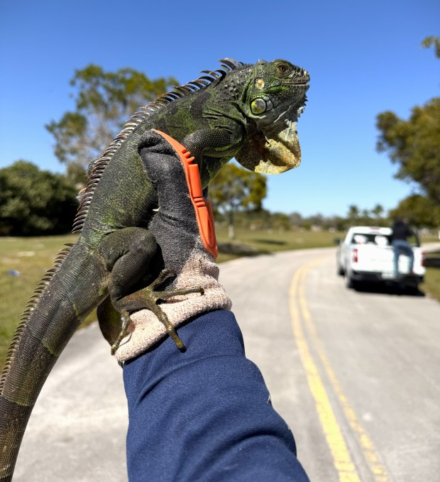 An cold-stunned iguana captured by the staff of IggyTrap on Sunday, February 1, 2026. (Courtesy IggyTrap)