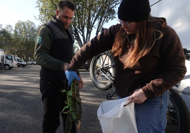 Tyler Dawson hands over iguanas to Brayden Carr of the Florida Wildlife Commission, Feb.1, 2026, at the field office in Sunrise. The FWC said it received hundreds of cold-stunned iguanas as temperatures dipped into the 30s in Broward County on Sunday. (Joe Cavaretta/South Florida Sun Sentinel)
