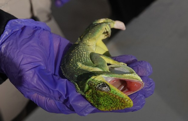 A cold-stunned Cuban Knight Anole is surrendered to the Florida Wildlife Commission, Sunday, Feb.1, 2026, at the field office in Sunrise. (Joe Cavaretta/South Florida Sun Sentinel)