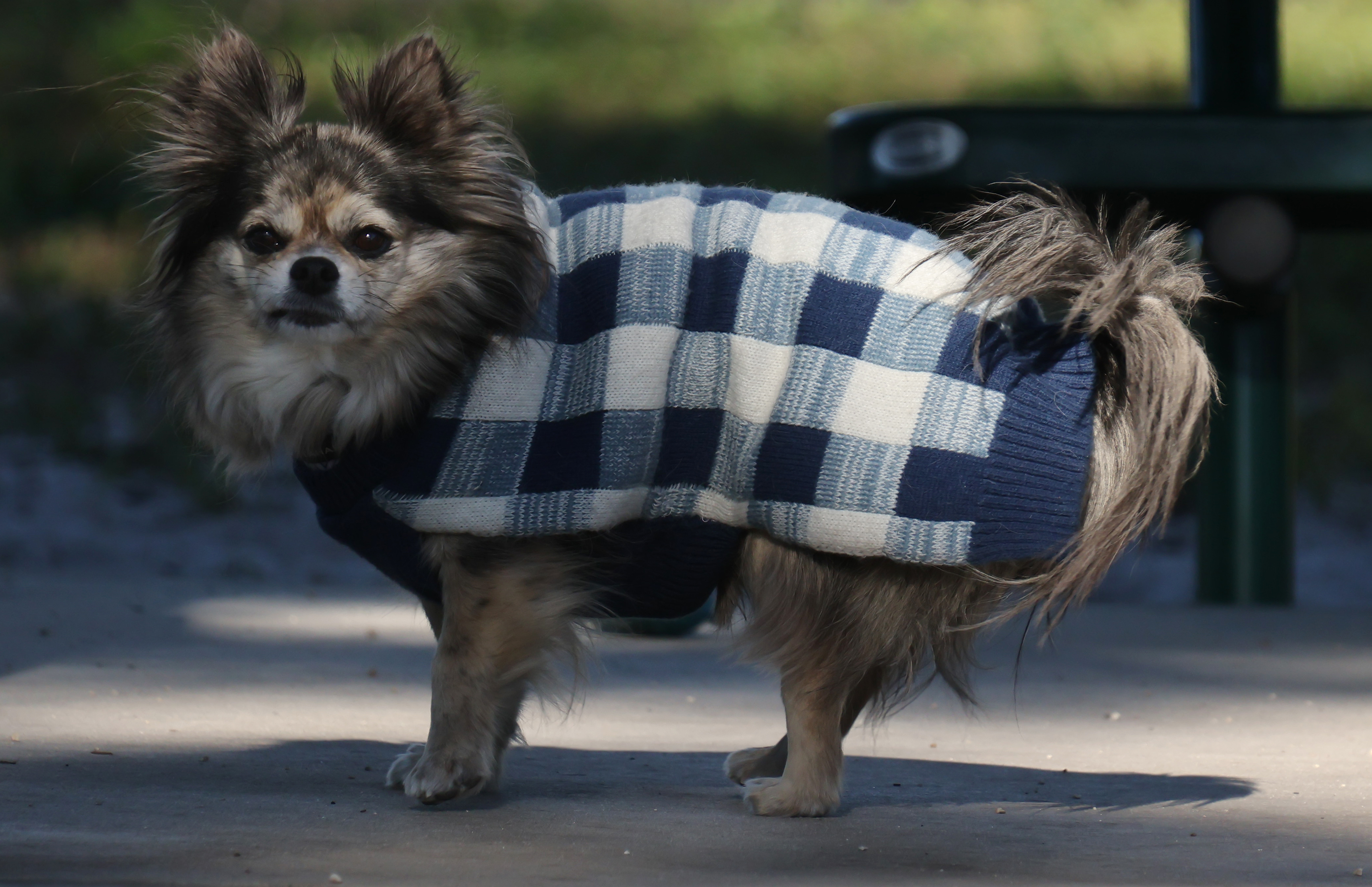 Holiday Park, Fort Lauderdale â It's doggone cold in South...
