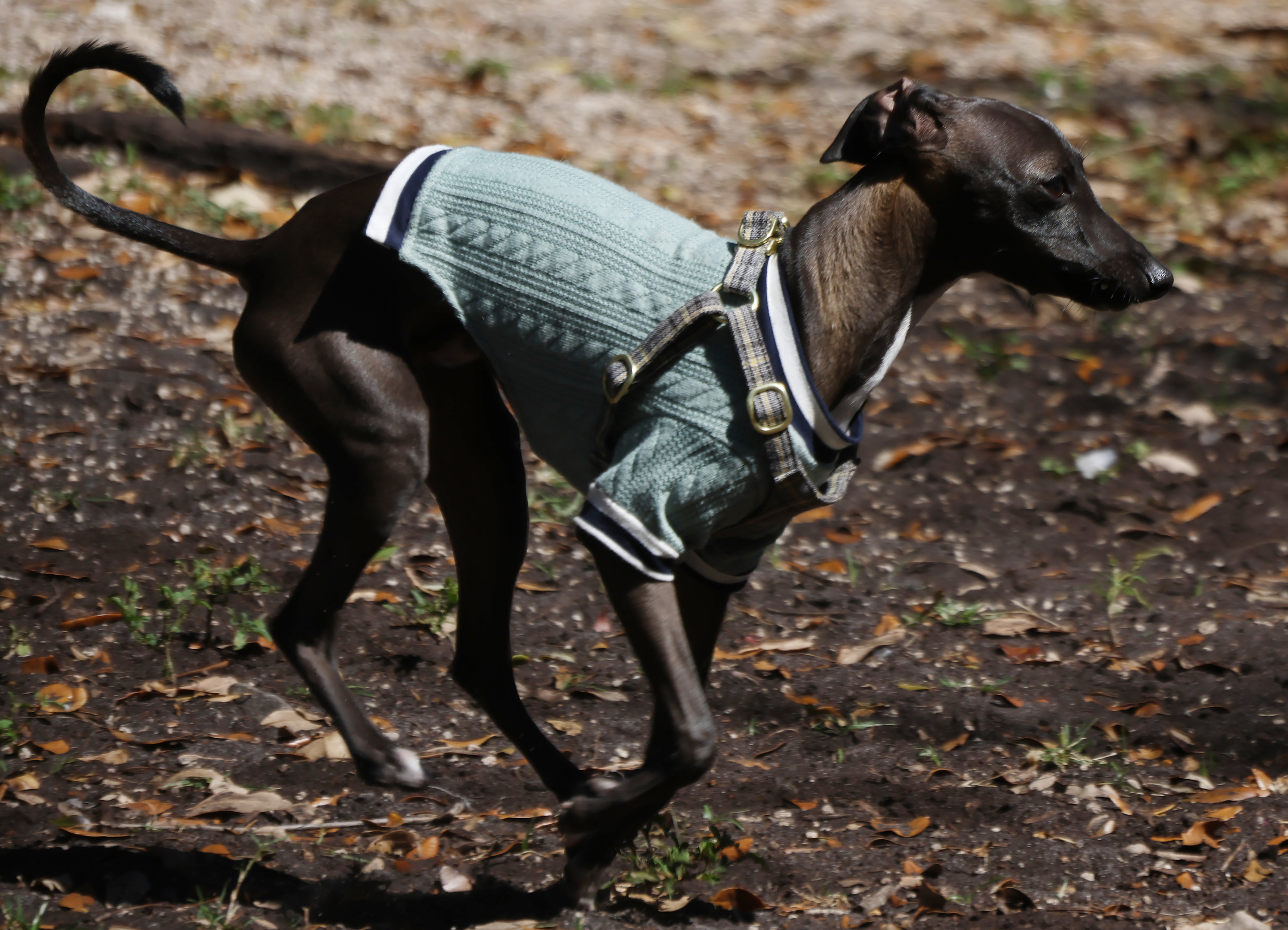 Oakland Park â It's doggone cold in South Florida, and...