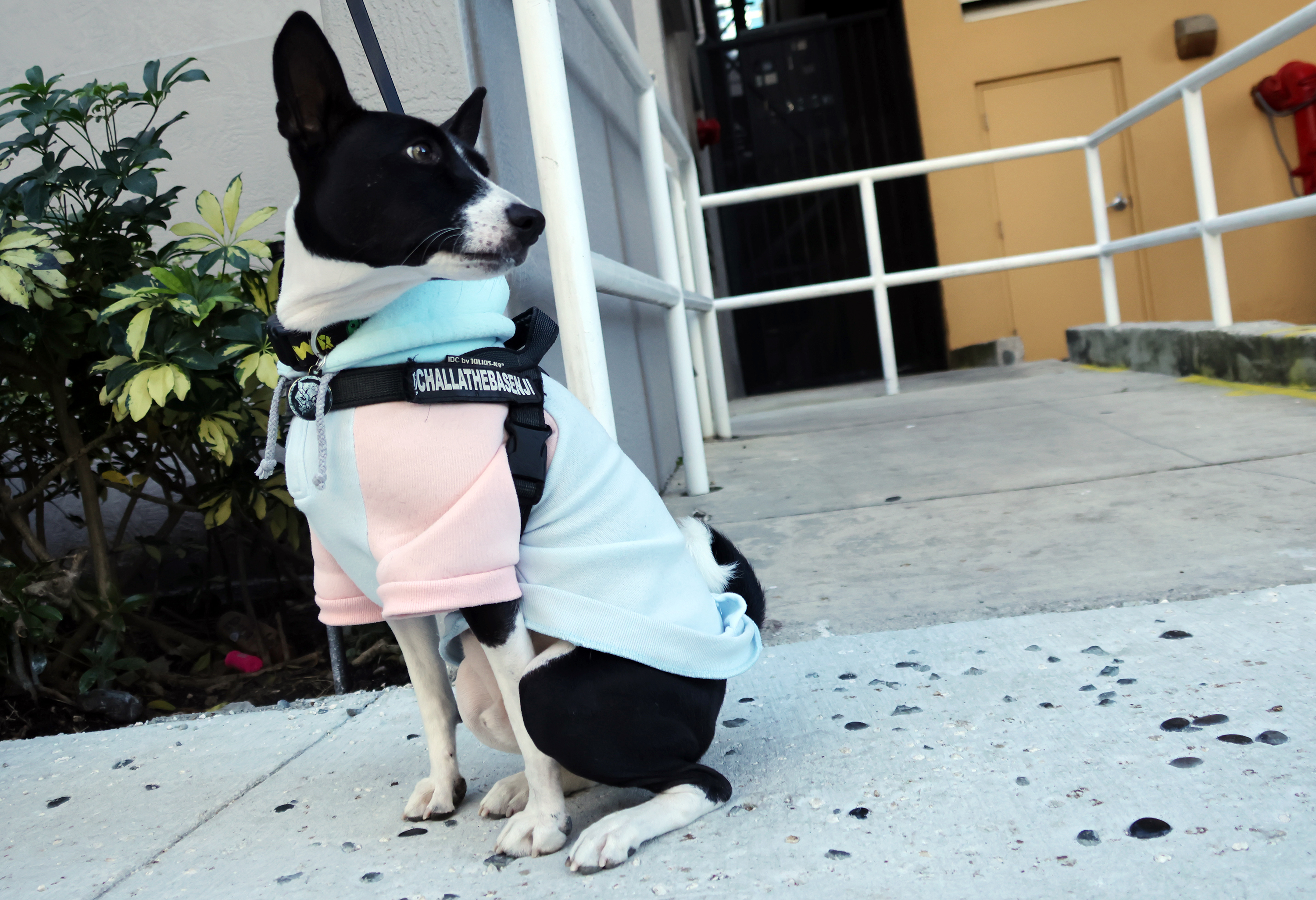 Las Olas, Fort Lauderdale â It's doggone cold in South...