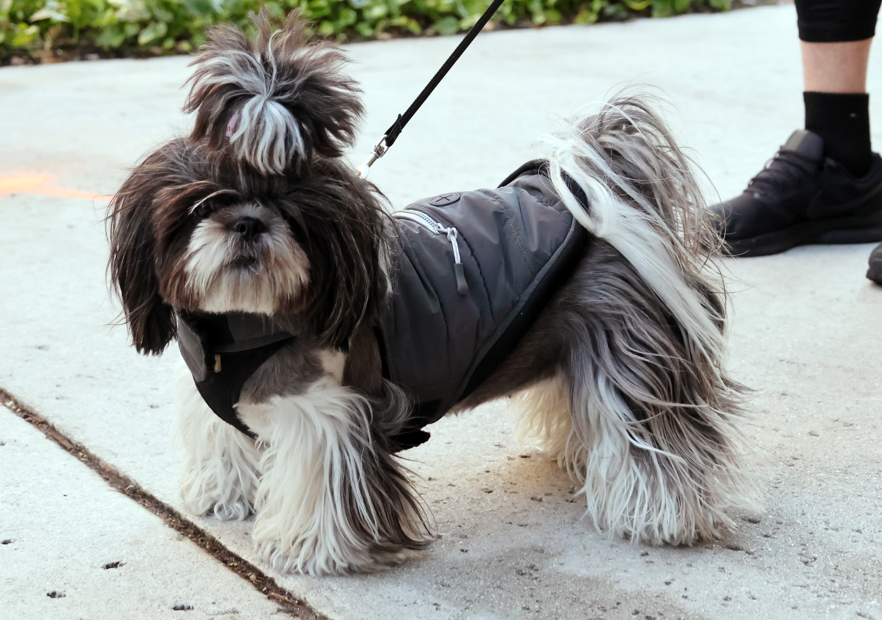 Las Olas, Fort Lauderdale â It's doggone cold in South...